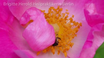 Permalink auf:Bachblüten-Therapie