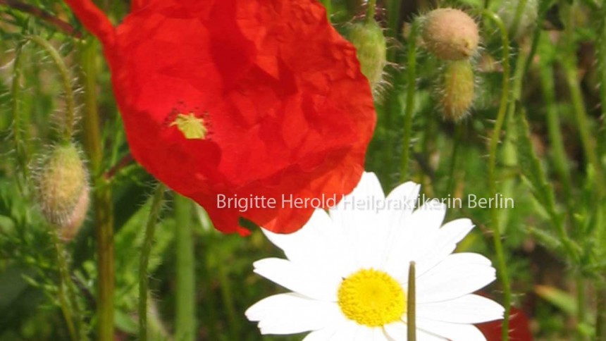 Bachblüten Berlin - Brigitte Herold