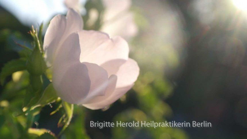 Bachblüten Berlin - Brigitte Herold